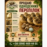 Продам молодняк перепилиний, Техас, Фараон, Фенікс