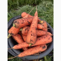 Продам товарну моркву Абразо