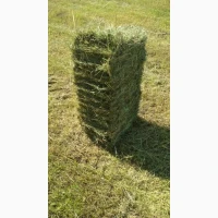 Продам сіно