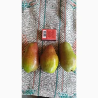 Продам грушу Талгарська красуня 