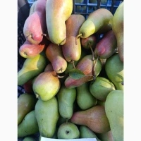 Продам грушу Талгарська красуня