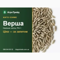 Насіння жита Верша (Носівська СДС) - озиме, еліта, РН-1
