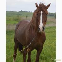 Продаю кобилу