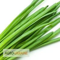 Лук зеленый перо от производителя