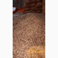 Продам грецкий орех. НЕДОРОГО 20тонн