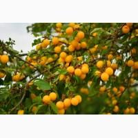 Покупаем алычу по всей территории Украины