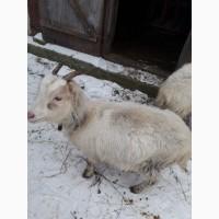 Продам 2 кози