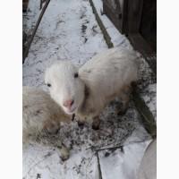 Продам 2 кози