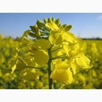 Рапс Квебек семена гибрида, продам насіння Канадське ріпак
