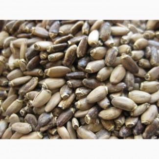 Зерно расторопши пятнистой