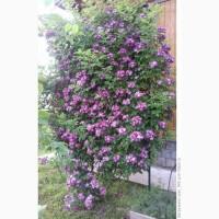 Продам троянди/рози