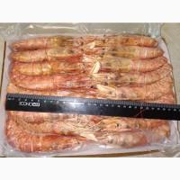 Лангустины 10-20. Лангустины с головой купить