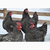 Продам інкубаційні яйця мехеленської кукушки