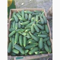 Продам свіжі тепличні огірки, з хорошими смаковими якостями