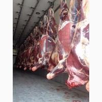 Frozen Beef meat FOB Black sea