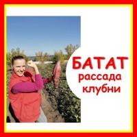 Батат рассада опт/розница