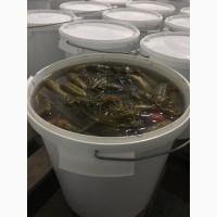 Продам огурцы соленые, 8-12 см в 20 л ведрах