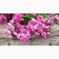 Ремонтантные сорта роз в питомнике Сад Растений