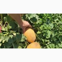 Дыня диня сорт МАЗИН