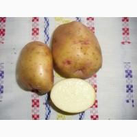 Картофель, семенной материал
