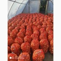 Продам лук Штутгарт на выгонку зелёного пера, вырощеного с голандского севка