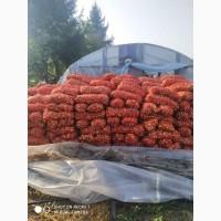 Продам лук Штутгарт на выгонку зелёного пера, вырощеного с голандского севка