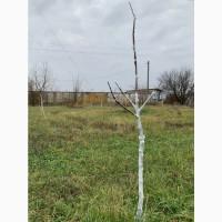 Обрізка плодових дерев та кущів у Полтаві та області