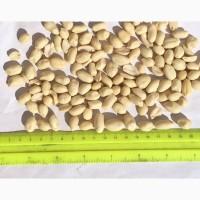 Продается арахис бланшированный 38/42 сырой, мешок 25 кг, Бразилия