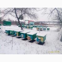Матки Бакфаст F 1