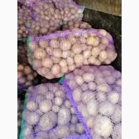 Продам насiння картоплi Ривьера 2 репродукция