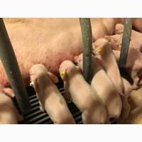 Продам ремонтних свинок F-1