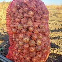 Продам лук штудгард