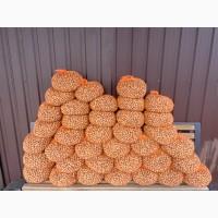 Продам калиброванный фундук