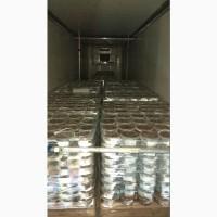 Вешанка(глива) маринована