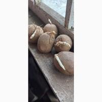 Продам посадкову картоплю Прада