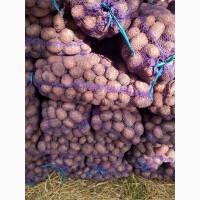 Якісна товарна картопля, в сітці