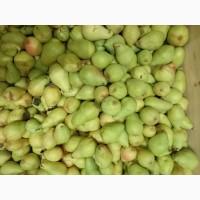Продам Грушу Стрийська