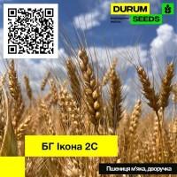 Насіння пшениці - БГ Ікона 2С / Durum Seeds 2024 - Оригінатор Biogranum (Сербія)