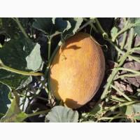 Продам диню магазин 1.5-3 кг