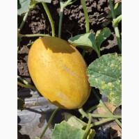 Продам диню магазин 1.5-3 кг