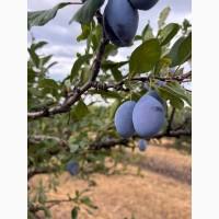 Продам сливу