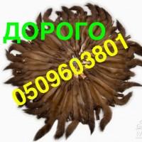 НАЙВИЩІ ЦІНИ шкіра куниці купуємо