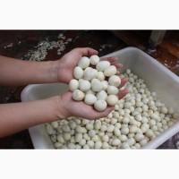Машина промислова для очищення перепелиних яєць (яйцечистка) STvega Qual Egg Peeler F1000