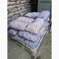 Товарний часник/опт/чеснок товарный