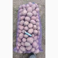 Продам картоплю опт