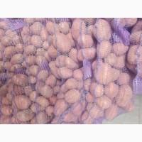 Продам товарну картоплю