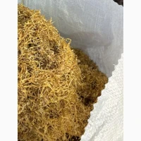 Собрание, Парламент, Кент, Винстон, Вирджиния, Золотое Руно