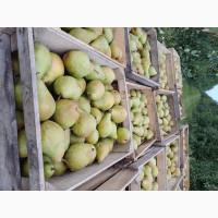 Продам грушу