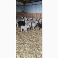 Куплю КОЗ дорого