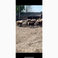Куплю КОЗ дорого